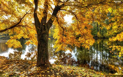 Viewes Pond Car Leaf Autumn Yellow Trees Beautiful Views