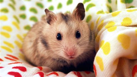 Chia sẻ hình về hình nền chuột hamster mới nhất iedunet edu vn
