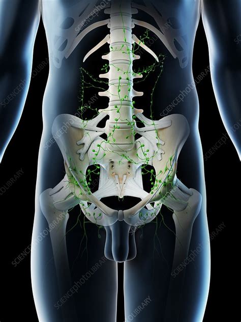 Abdominal Lymph Nodes Illustration Stock Image F0265887 Science