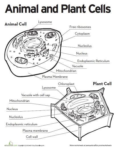 Maybe you would like to learn more about one of these? animal and plant cell printable | 填图游戏 | Pinterest | Plant ...