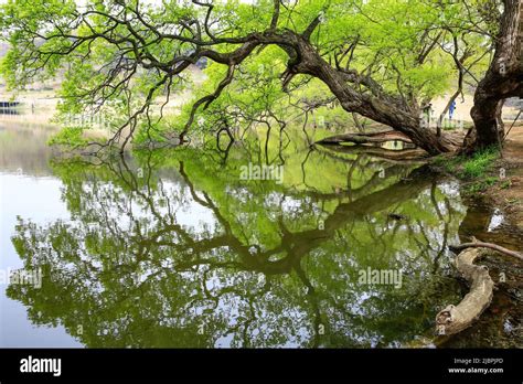 Willow Trees Reflected In The Lake Stock Photo Alamy
