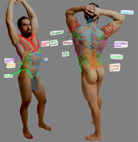Male Torso Anatomy Study Art Critique Forums Cubebrush