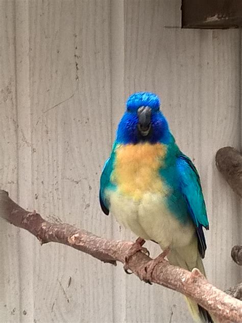 Perruche splendide mâle bleu Colorful Parrots, Budgies, Parakeet, Cute