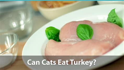 This is a question you might have thought about, especially during the traditional holiday season when turkey forms the basis of many of our festive feasts. Can Cats Eat Turkey? + Cat Foods With Turkey Meat
