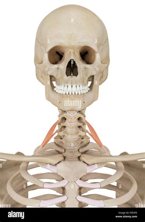 Human Skeleton Neck Bones - Download PPT Premium 2020
