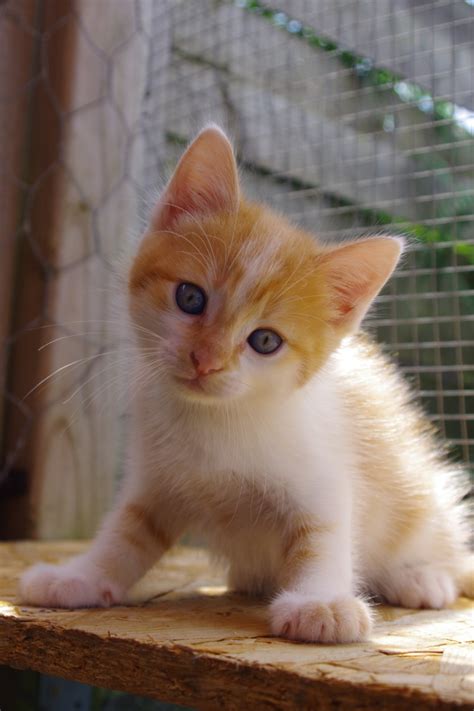 Recherchez parmi des 16 405 chat persan photos et des images libres de droits sur istock. Photo de chat: Galerie d'images de chatons roux