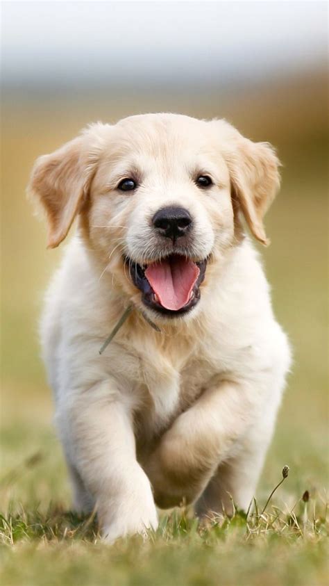 Golden Retriever Summer Wallpapers Top Free Golden Retriever Summer