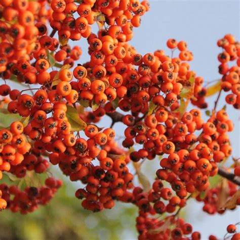 Top 105 Pictures Shrub With Orange Berries In Fall Superb