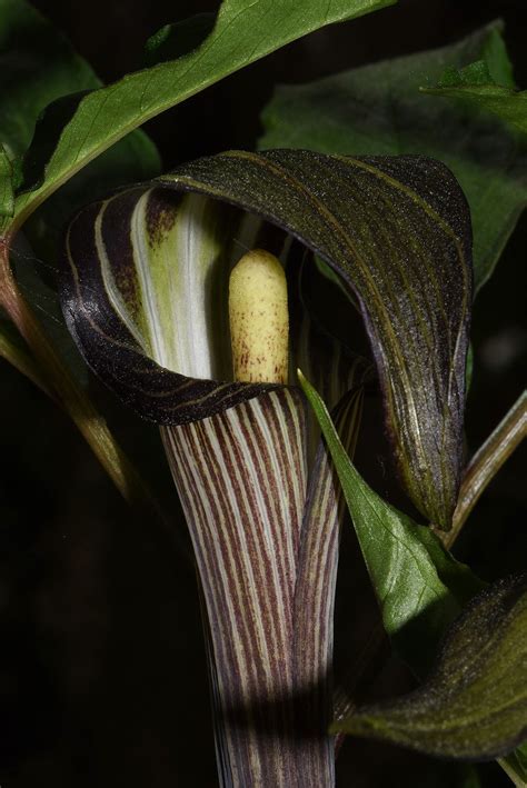 As of september 2016, the international union for conservation of nature (iucn) lists 3654 endangered plant species. Arisaema serratum var. serratum | Plants of the World ...