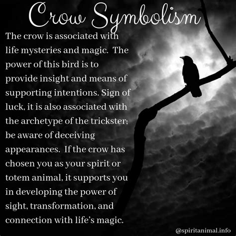 Crow Spirit Animal Meaning And Symbolism Crow Spirit Animal Spirit