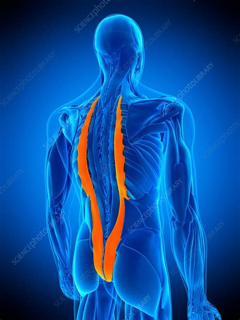 Back Muscles Illustration Stock Image F0169194 Science Photo