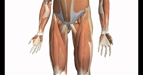 Groin Muscle Anatomy Groin Strain Western New York Urology Associates