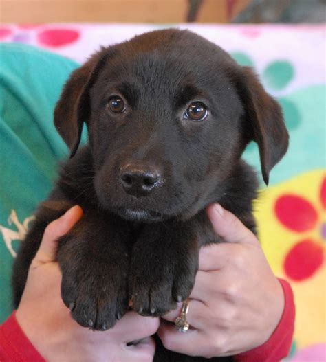 Check spelling or type a new query. 3 adorable Australian Shepherd mix puppies debuting for ...
