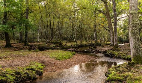 Cannock Chase Forest Make It West Midlands