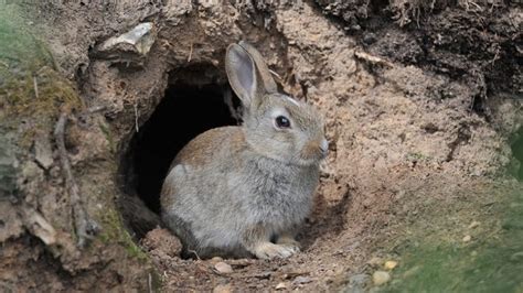 Whys And Hows Of Rabbit Burrows Here Bunny