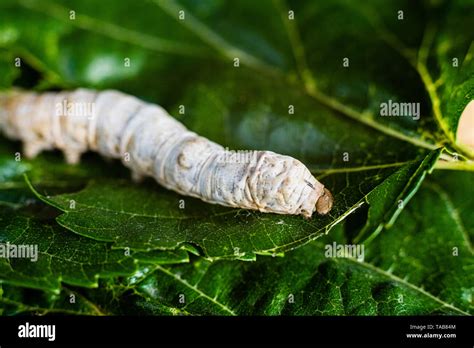 A Bombyx Mori Alone Silkworm On Green Mulberry Leaves The Only Tree