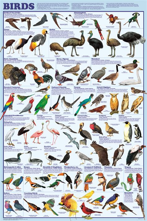 Bird Orders Poster Shows New Bird Classifcation System