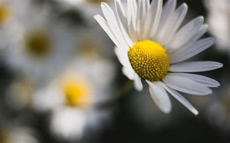 Free Download Hd Wallpaper Flowers Background Wallpaper Chamomile