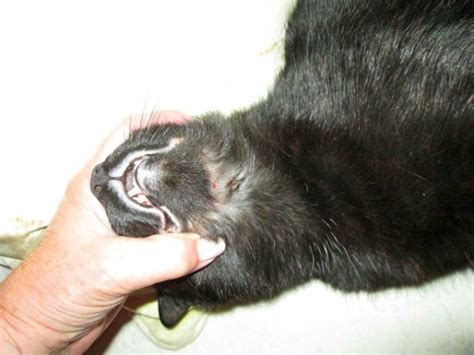 What Is Rodent Ulcer In Cats And How Do You Cure It Catster