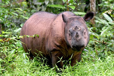 Malaysias Last Female Sumatran Rhino Falls Ill The Asean Post
