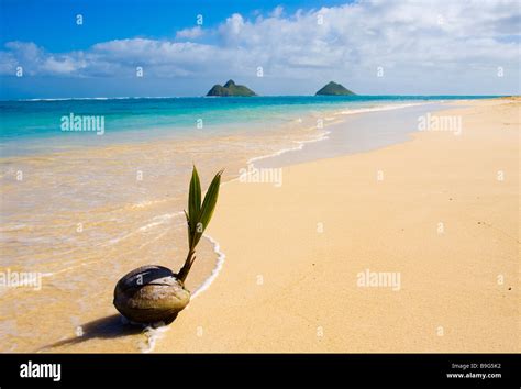A Sprouting Coconut Washes Up On The Shore Of A Tropical Beach In
