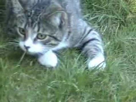 Who can fail to find a fluffy little kitten the most adorable thing in the world? Young cats play fighting - YouTube