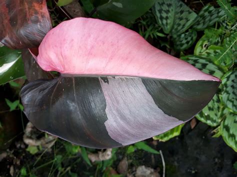 The leaves are rounded to oval in shape. Trending: Indoor Plants with Pink Foliage. Add colour to ...