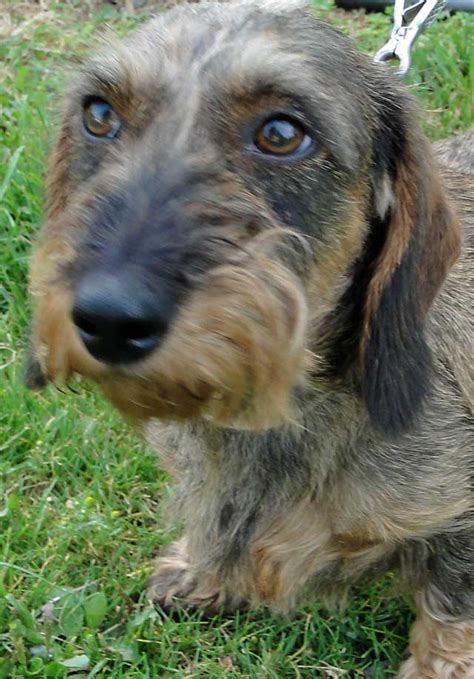 All of my show dogs are owner handled and are bred by me. BORN-TO-TRACK BLOG: More wirehaired dachshund puppies out ...