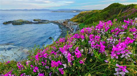 Beach Pea Flowers Vancouver Island Hills Rocks Grass Bonito