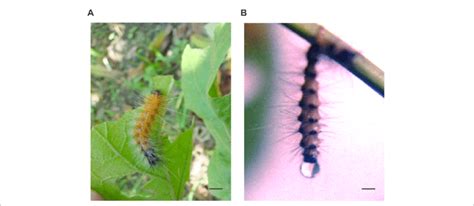 Snapshot Of Healthy And Infected Caterpillars A The Healthy Larva Of
