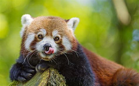 Download Wallpaper For 2560x1080 Resolution Red Panda Tongue
