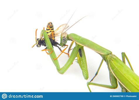 Praying Mantis Is Fighting A Wasp Close Up On A White Background