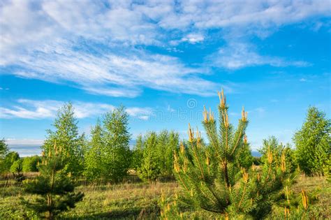 Young Pale Green Pines Stock Image Image Of Wood Outdoor 68073461