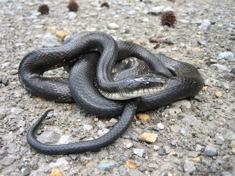 Black Rat Snake Identification