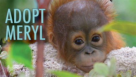 If you try to adopt but our website doesn't work, please contact us and we'll be happy to help you set up your adoption! Adopt Meryl for just $10/month! | Orangutan, Animals ...