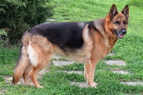 How To Breed German Shepherds Everything You Have To Know Anything