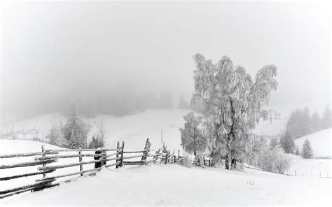 Nature Landscapes Fence Fields Trees Winter Snow Seasons White Bright