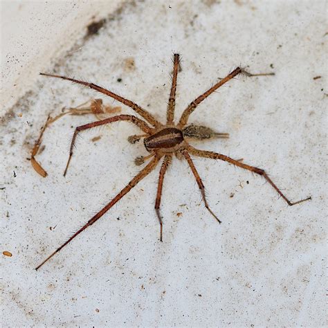 Maryland Biodiversity Project Grass Spider Agelenopsis Sp