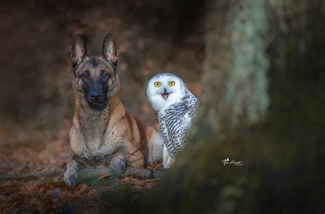 Photography Nature Animals Birds Owl Dog Wallpapers