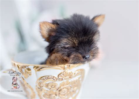 Micro Teacup Yorkie Breeder Teacup Puppies And Boutique