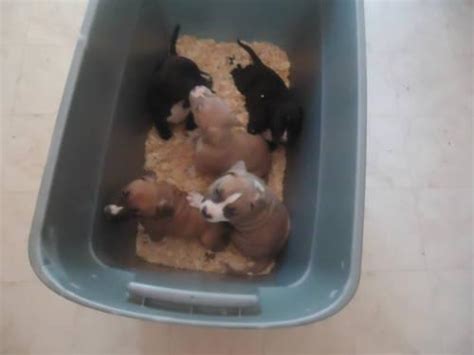 Do you have a tri color pitbull? Pitbull puppies Razor X Gotti, blue nose, fawn, buckskin, black for Sale in Fair Oaks ...