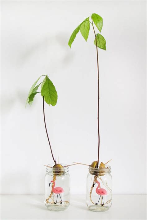 Avocados sind beliebt wie nie zuvor. Einen Avocadokern ziehen {Teil 2} - magnoliaelectric