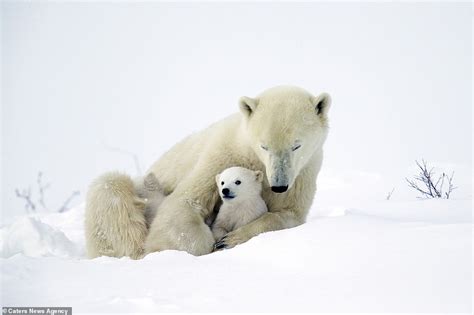 Adorable Photographs Show Twin Polar Bear Cubs Emerging From Their