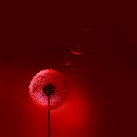 Samsung Galaxy S3 Red Dandelion Wallpaper Siii By Kingwicked On Deviantart