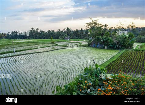 The Landscape Of Paddy Fields And Dividing Mud Walls With Small Green