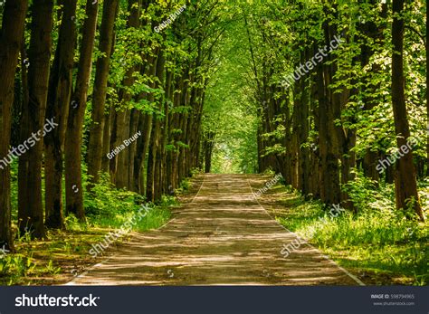 Walkway Lane Path Green Trees Forest Stock Photo 598794965