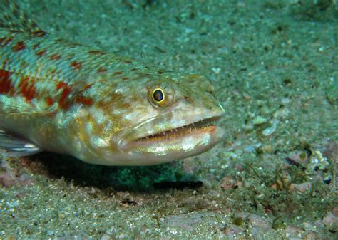 Lizard Fish Characteristics Types Reproduction And More