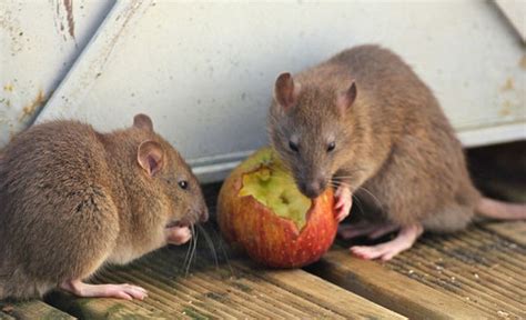 Rato O Que Come Cadeia Alimentar