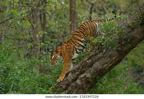 3095 Tiger Climbing Images Stock Photos And Vectors Shutterstock