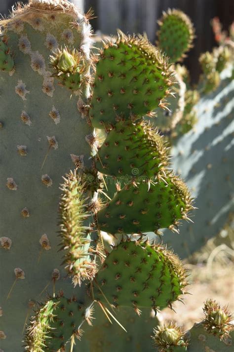 Sun Shining On The Spikes Of A Desert Cactus Stock Photo Image Of